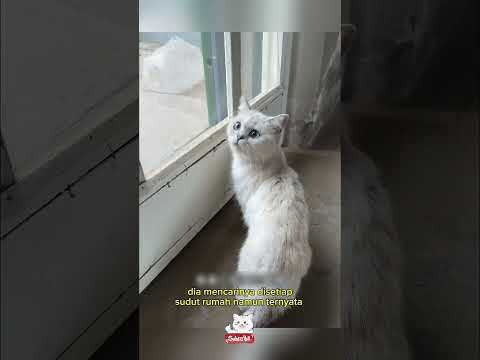 Kucing dan pemakaman#kucing #shorts #shortvideo