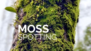 Moss Spotting and Identification in the Hills 🌿 (Moss Lovers Paradise)