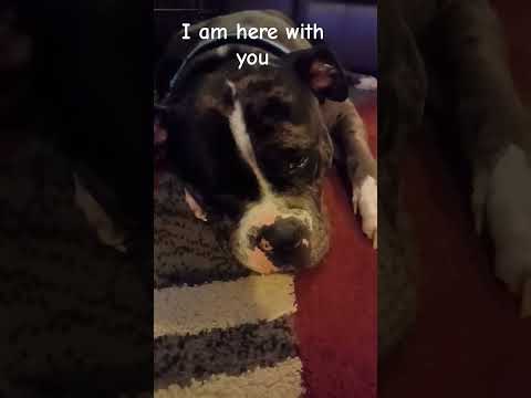 Spot Is Here With You❤️||#cuteanimal#cutedog