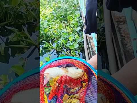 Câu cá Đảo Ó Hồ Trị An #fishing