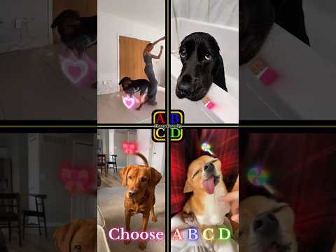 Cute Dogs Trend | nala_the_needy_rottie vs zuri.the.cocker vs redlabricky... #shorts #dogs #cutedogs