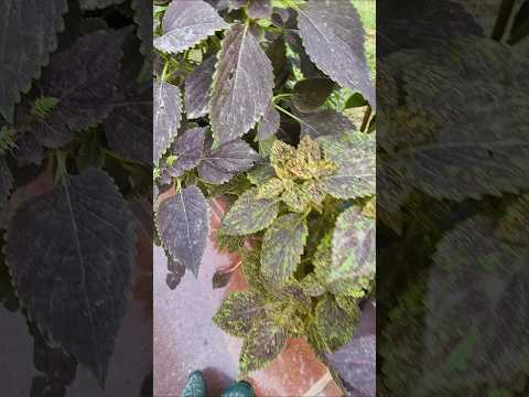 पहले facebook or Instagram..#houseplants #garden #ytshort #flowers #comedy