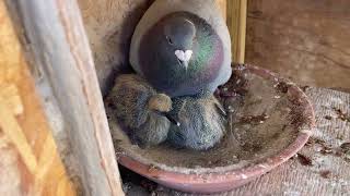 Breeding season update