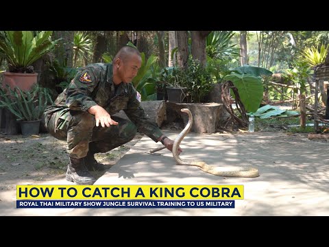 Extreme Techniques Royal Thai Marine Instructors Use During Jungle Survival Training