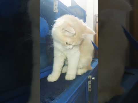 Cat videos, Cat Lover, Cat Shorts Videos, Funny Videos, #cat #catlovers #funnycat