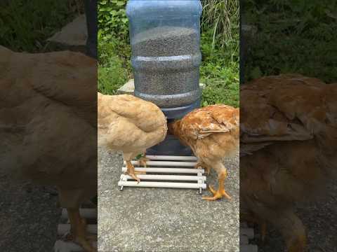 Girl Made Amazing Cage For Birds #shorts