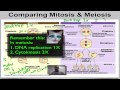Comparing Mitosis and Meiosis