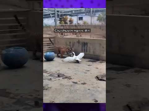 البطة ميسي 🦆