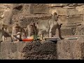 Lop Buri Monkey Festival Insights