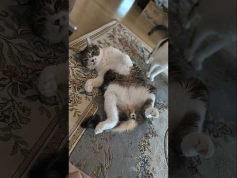 猫の無防備な構え🐱 - A Cat shows his belly - #shorts #cat