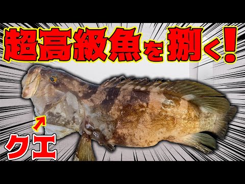 時価〇〇万円の超高級魚クエを普段やらない食べ方で食す！！