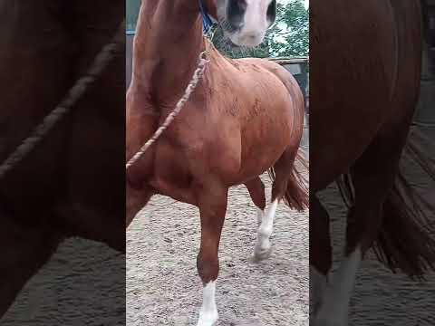 #horses #horse #happy horses#paarden