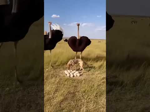 Ostrich Protects Her Egg From a Wild Dog! 🦩🐕💥#Ostrich #Wildlife #AnimalFight#WildlifeMoments