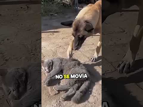 Perdió a su mejor amiga 🥺💔