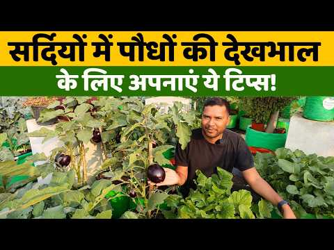 सर्दियों में पौधों की देखभाल के लिए अपनाएं ये टिप्स | How To Take Care of Plants In Winter In Hindi