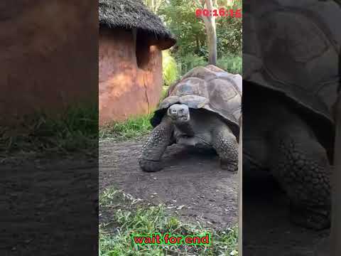 you are not afraid of animals #shorts #ytshorts #animals #megalodon  #shark #explore