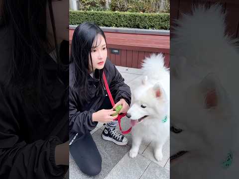 똥 봉투 없을 때 꿀팁