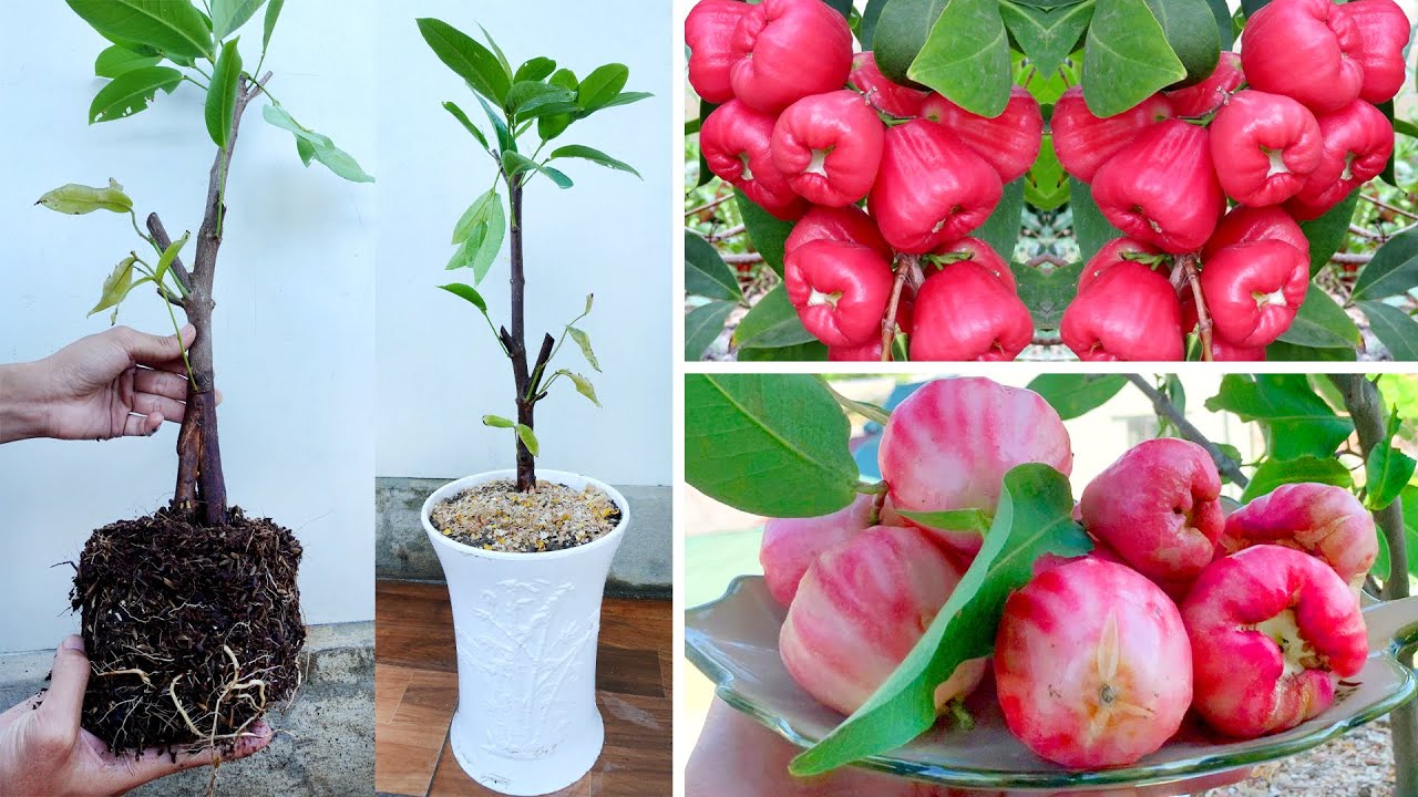 Plant And Reproduce Rose Apple Trees Is Easy and Quick, Produces Lots Of Fruit