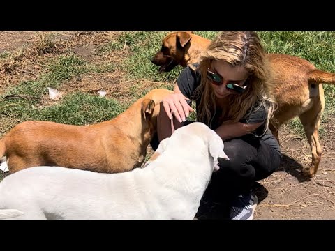 visitando a la fundación PACTO ANIMAL EN BOGOTÁ