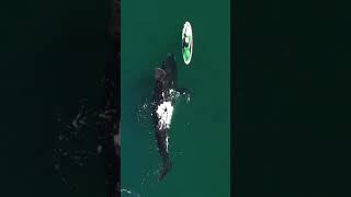 ¡Ven a jugar conmigo! 🐋 Una curiosa ballena franca austral - Videos de Instagram #10