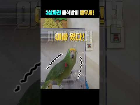 3실짜리 응석받이 앵무새~