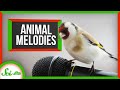 Animal Singing and Communication