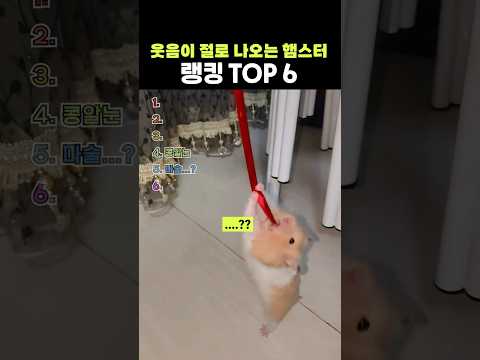 웃음터지는 햄스터들ㅋㅋㅋ