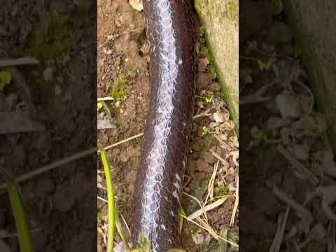 Con rắn hổ hành dài nhất mà tôi thấy #snake #ularkasur #animals #ularbesar #venomouscreatures