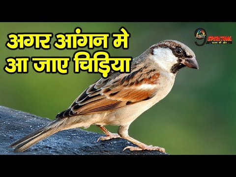 अगर आपके आंगन मे चहचहाने लगे चिड़िया तो || Bird Chimes In Aangan Bring-Good Luck