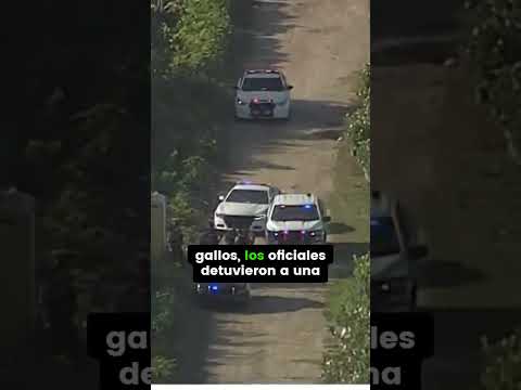 ARRESTADAS 42 PERSONAS POR PELEAS DE GALLOS