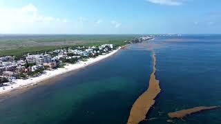YouTube video thumbnail: How Seaweed is Sinking Tourism on Mexico's Beaches