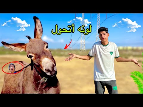 لما تلاقي صندوق سحري 📦 وتحول اخوك الصغير لحمار متوحش 🦓😂| علاء حسين