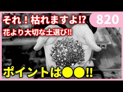 【超重要】ガーデニングで一番大切な土選びのポイント ｂｙ園芸チャンネル 820 #園芸 #ガーデニング #初心者
