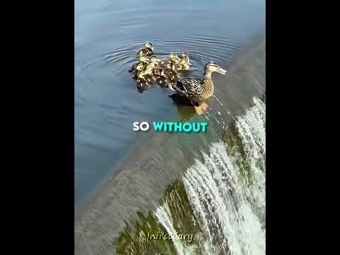 Brave Mom Saves Her Duckling 🦆❤️ (📷@photomom121/TT)#shorts