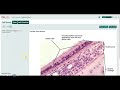 Epithelial Tissue Functions and Types