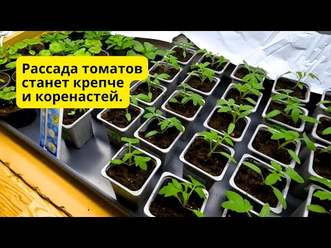 На рассаде томатов три-четыре настоящих листа- проводим важную подкормку!