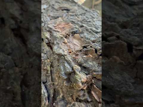 Ant fight for life #guitar #music #nature #naturelovers #ant #electronicmusic