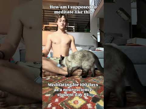 Cat meditation