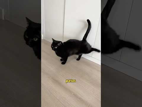 Kitten's abnormality