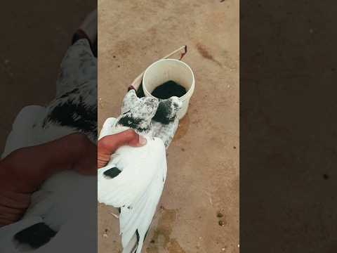 Pigeon growth video ?? #pigeon #birds #animals #pets #attitude #funny #cat #youtubeshorts #fact2chop