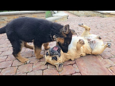 💪Who is stronger⁉️ German Shepherd puppy or bulldog?