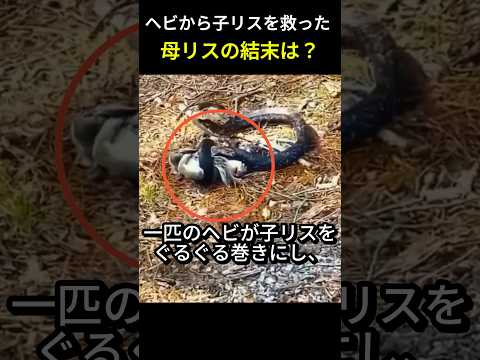 ヘビから子リス救った母リスの結末は？