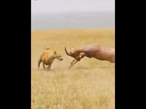 The hyena catches the baby deer #hyena #animals