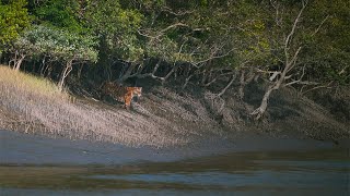 Nikon Z7II with Nikkor 500mm f5.6 PF Lens  Wildlife Photography | Nikon camera
