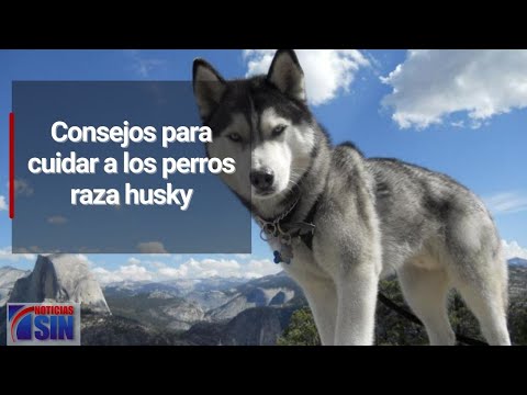 Consejos para cuidar a los perros raza husky