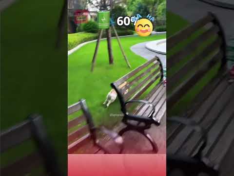 Sạc pin cho lu đi chơi 😂😂 #pets #viralvideo #funny #thucung #haihuoc #giaitri #topfunny #vuinhon