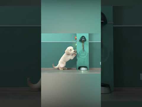 O cachorro não desistiu e provou a todos que estavam errados.