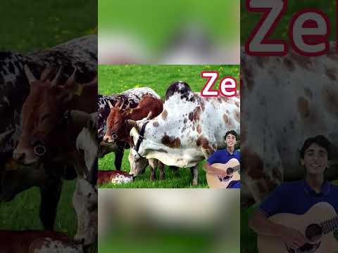 Do you know what the letter Z stands for? #letteroftheday