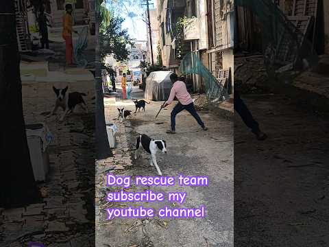 Dog rescue team maharashtra 🐕🦮🐕 #animal #rescue #animalrescue #streetdog #viralshort #rescuedog #dog