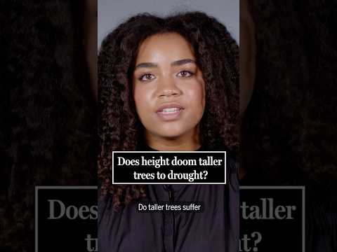 Being a taller tree doesn’t doom you to drought after all